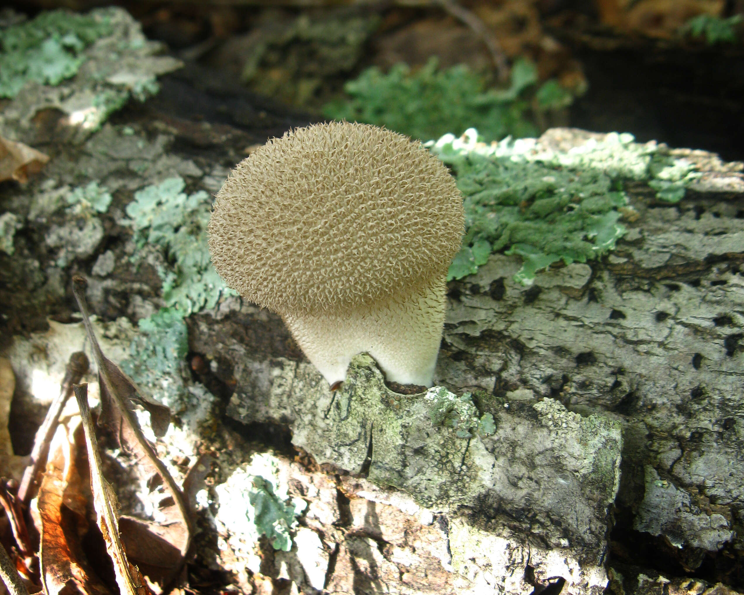 Imagem de Lycoperdon pulcherrimum