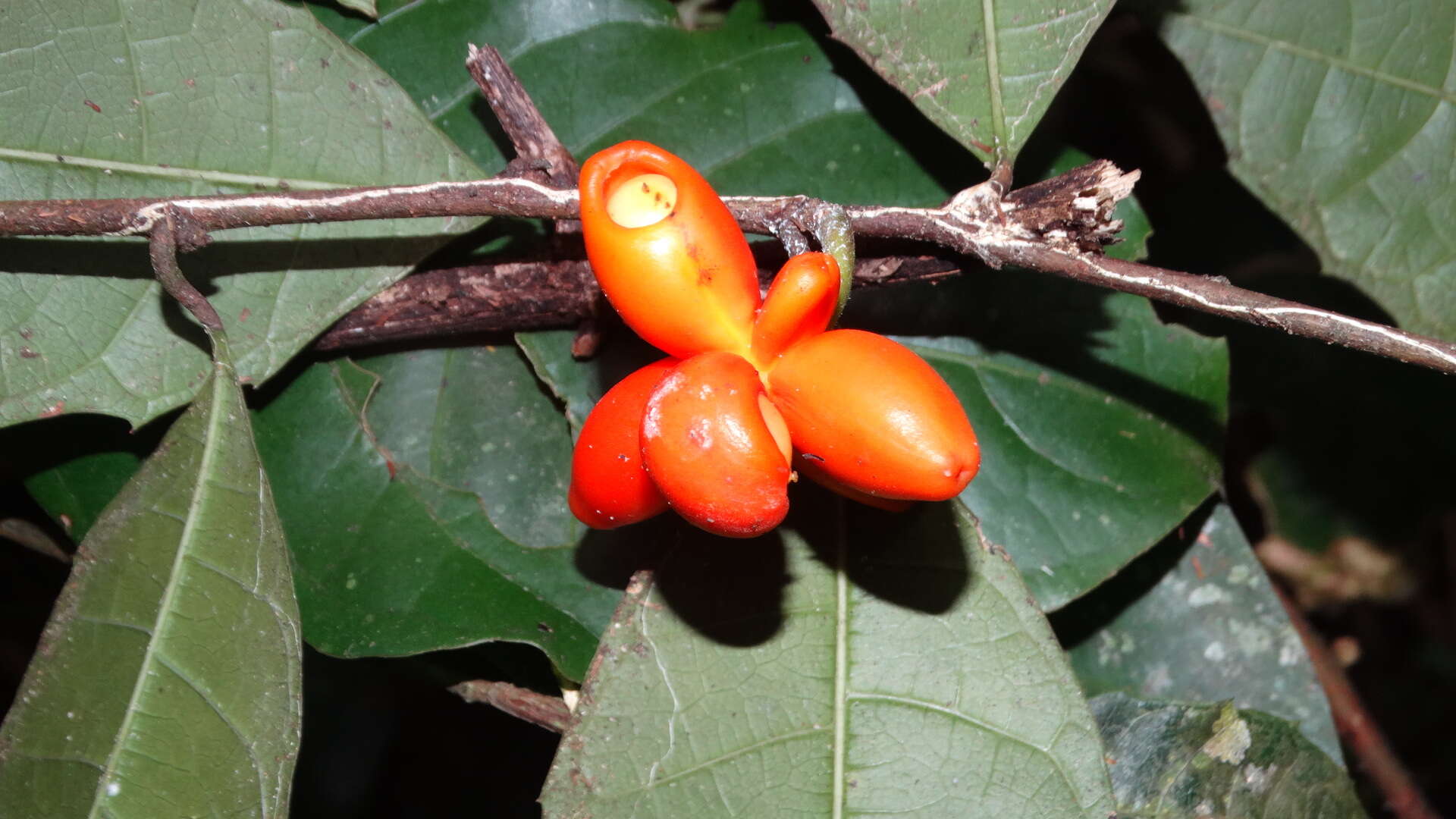 Image de Clarisia ilicifolia (Spreng.) Lanj. & Rossb.