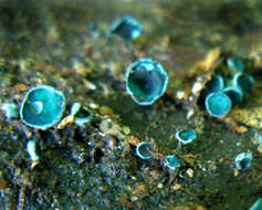 Image of Chlorociboria aeruginascens (Nyl.) Kanouse ex C. S. Ramamurthi, Korf & L. R. Batra 1958