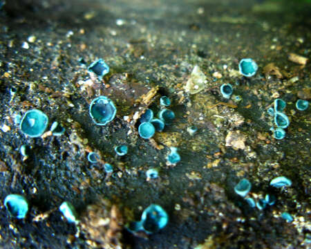 Image of Chlorociboria aeruginascens (Nyl.) Kanouse ex C. S. Ramamurthi, Korf & L. R. Batra 1958