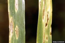 Image of Septoria