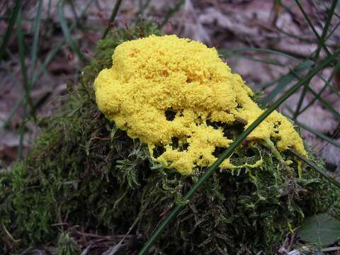 Image of Dog vomit slime mold