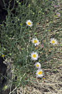 Image of Brewer's fleabane