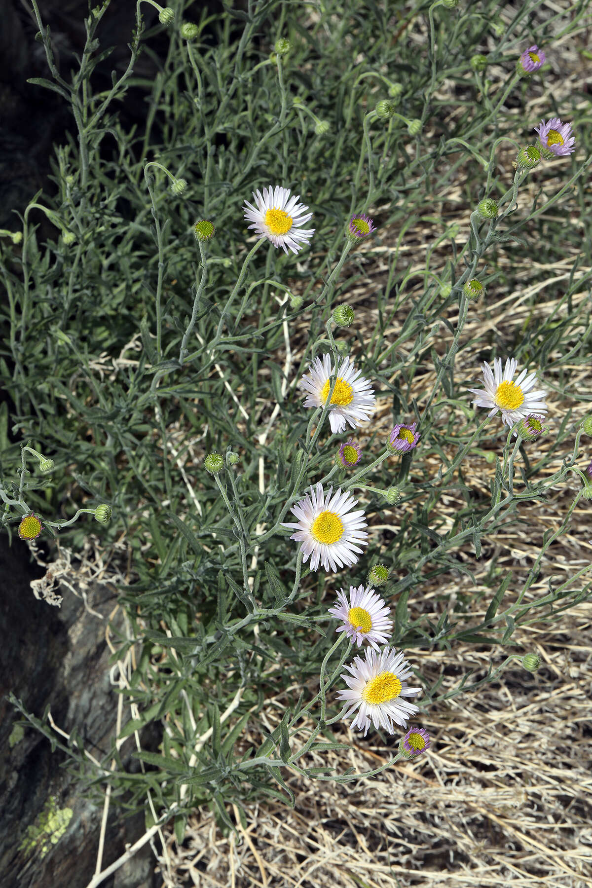 Image of Brewer's fleabane