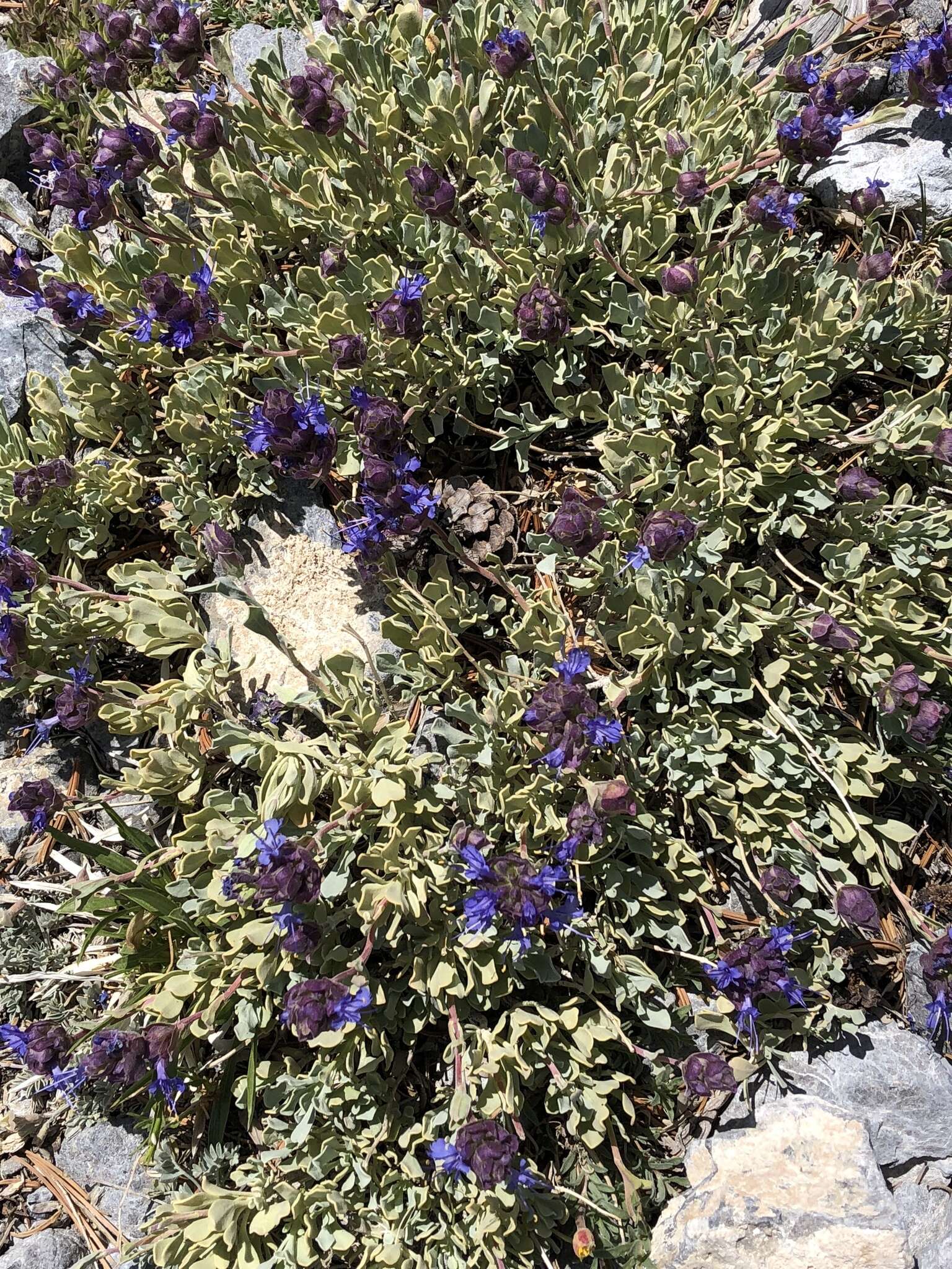 Image of Salvia dorrii var. clokeyi Strachan