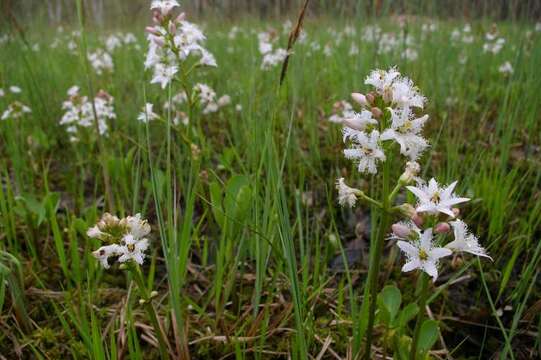 Image of bogbean