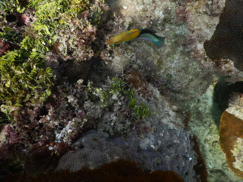 Image of Yellowhead Wrasse