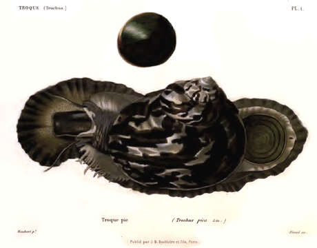 Image of Cittarium Philippi 1847