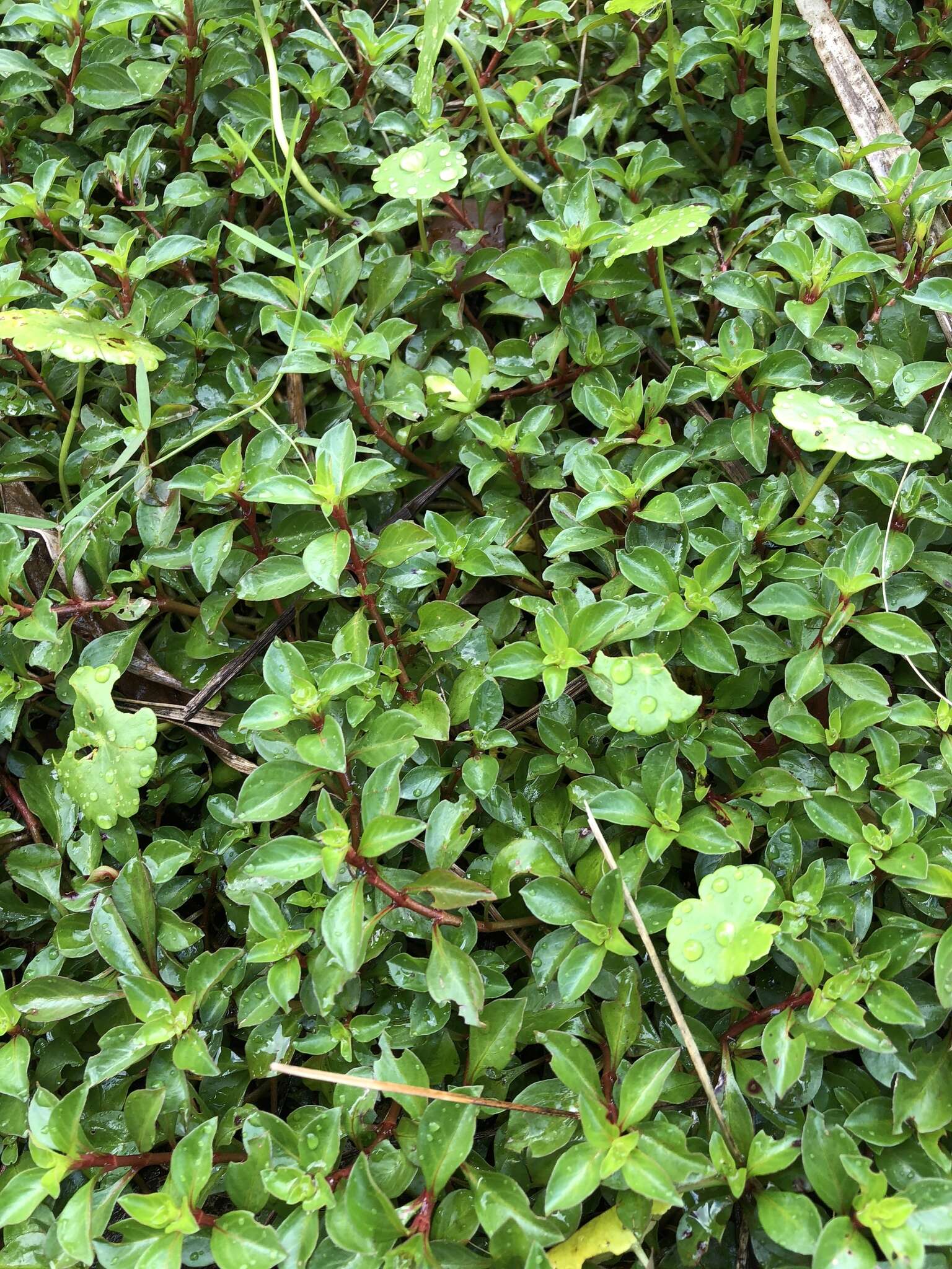 Image of creeping primrose-willow