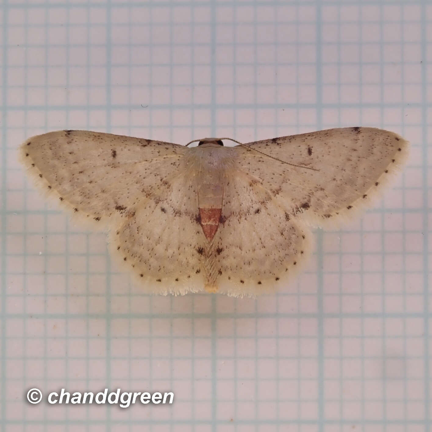 صورة Idaea ptyonopoda Hampson 1895