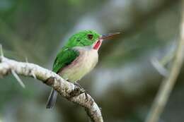 Image of Broad-billed Tody