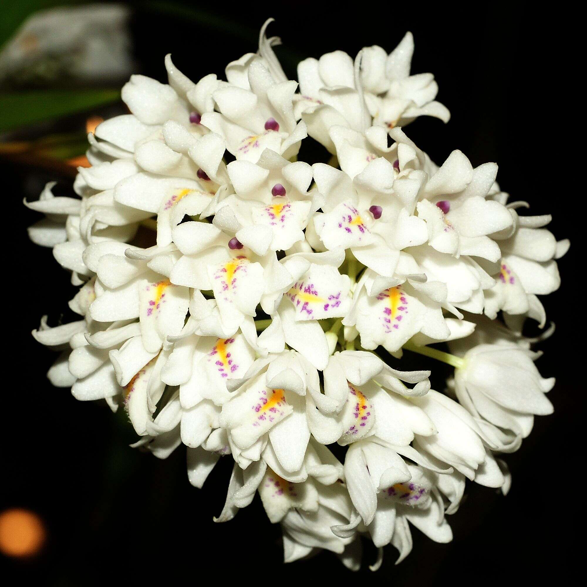 Image of Polystachya neobenthamia Schltr.
