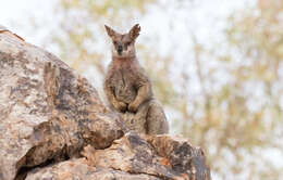 Image of Purple-necked Rock Wallaby