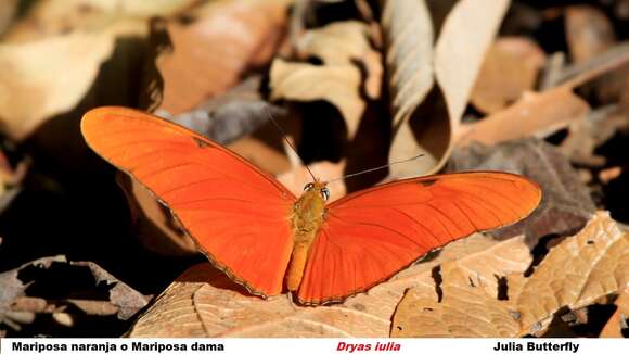 Image of Dryas