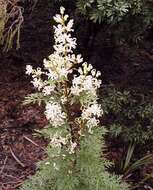 Imagem de Lomatia silaifolia (Sm.) R. Br.