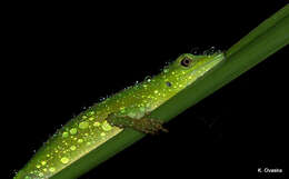 Image of Andes  Anole