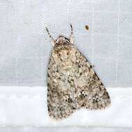 Image of Acronicta pruinosa Guenée 1852