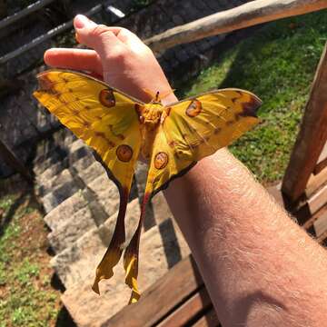 Image of comet moth