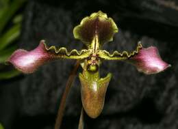 Image de Paphiopedilum hirsutissimum (Lindl. ex Hook.) Stein