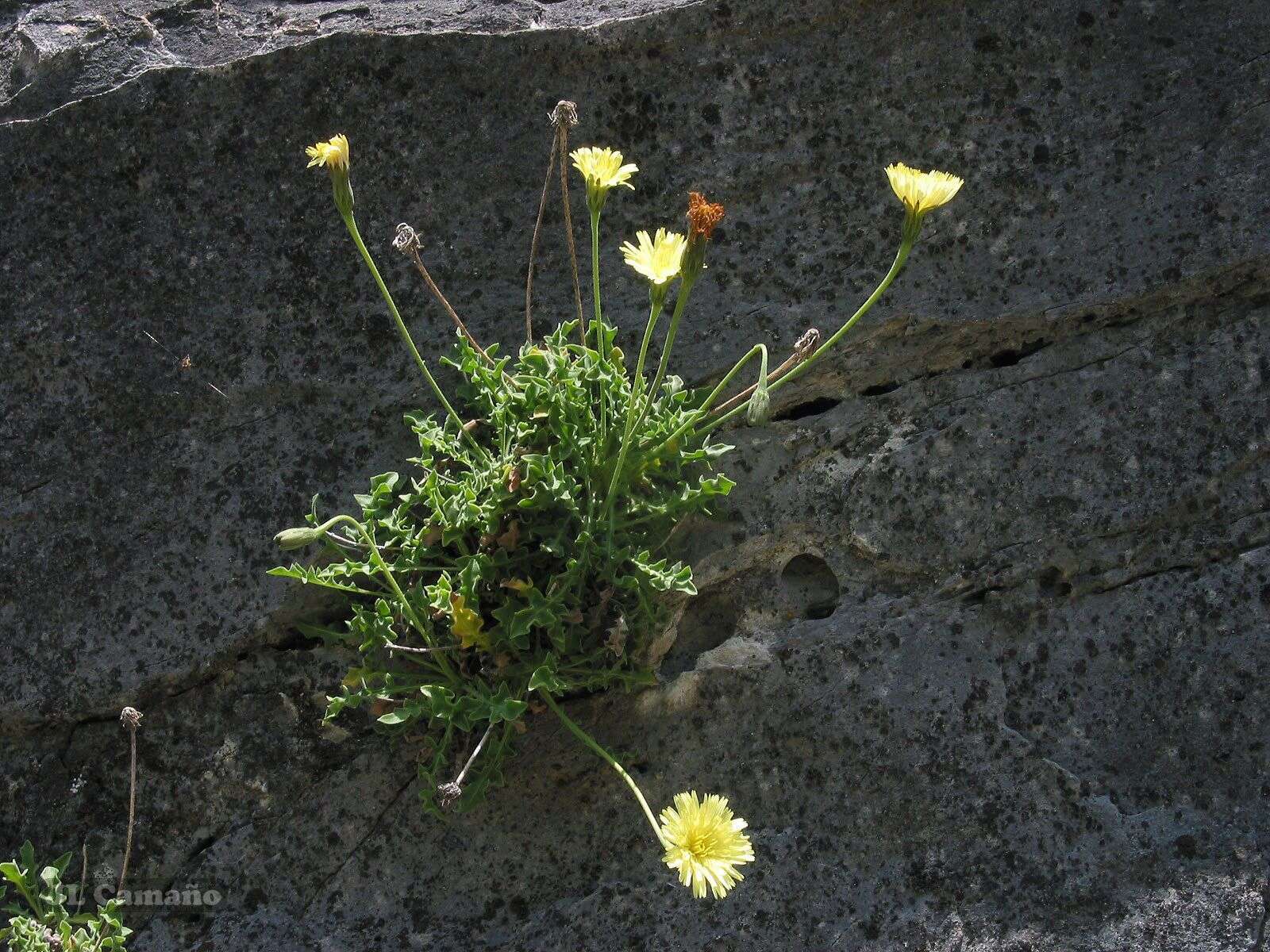 Plancia ëd Leontodon farinosus Merino & Pau