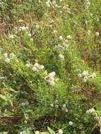 Image de Dalea multiflora (Nutt.) Shinners