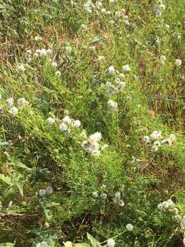 Image of roundhead prairie clover