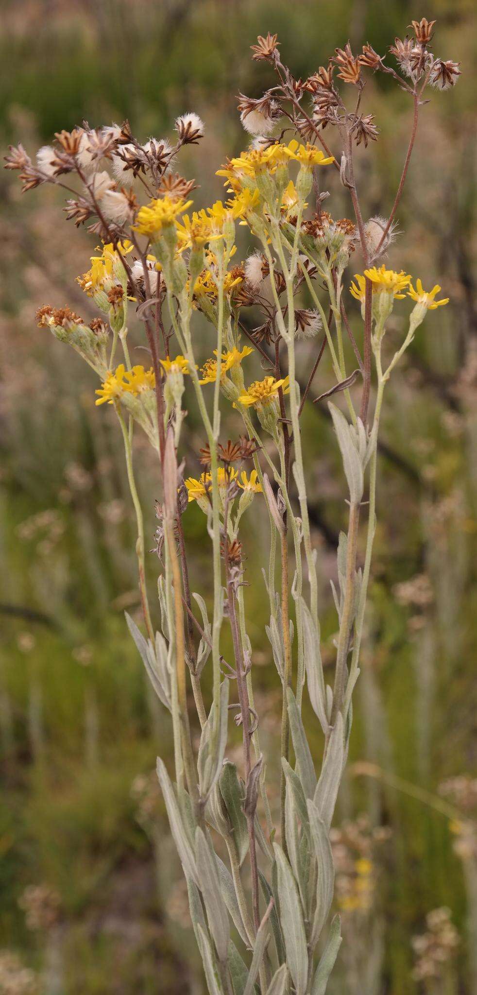 Image de Senecio lineatus (L. fil.) DC.