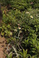 Image of Indian lettuce