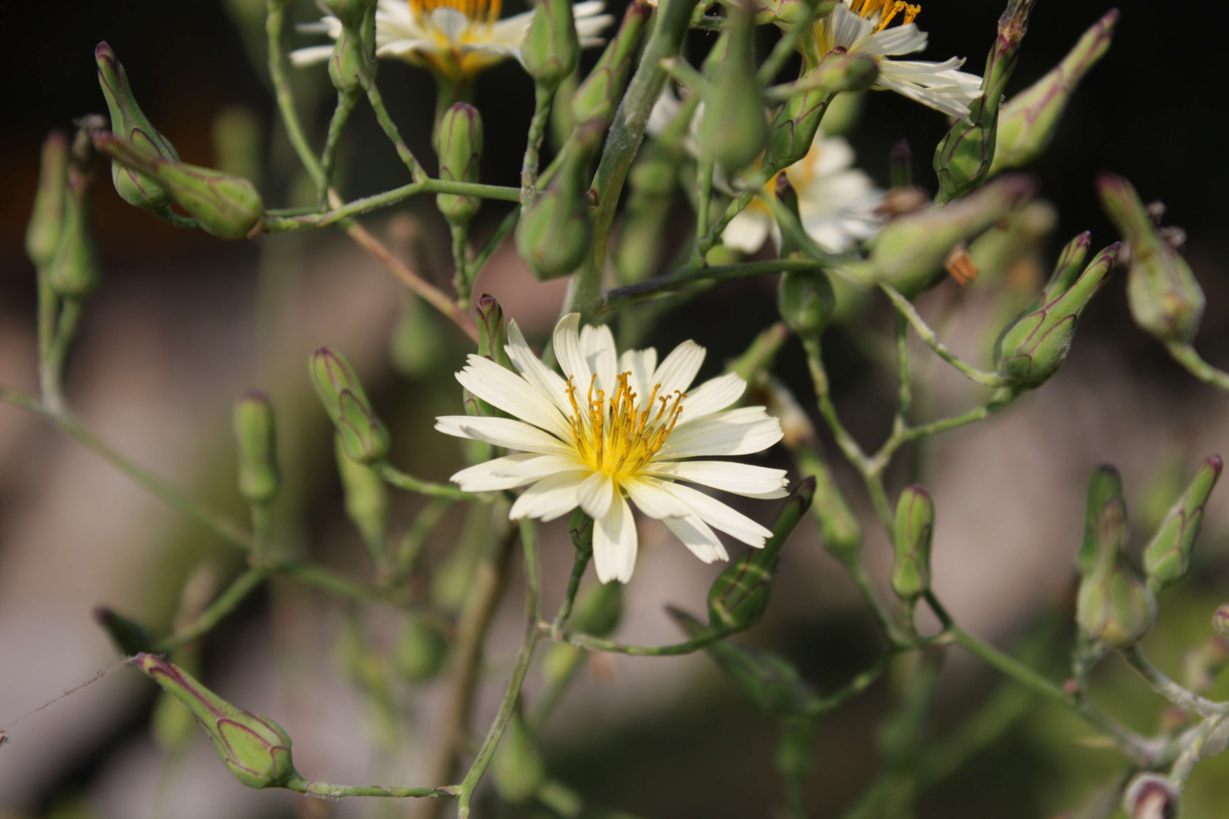 Image de Lactuca indica L.