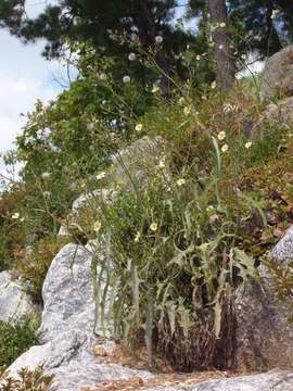 Image of Indian lettuce