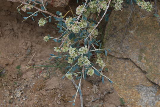 Image of Atraphaxis pungens (M. Bieb.) Jaub. & Spach