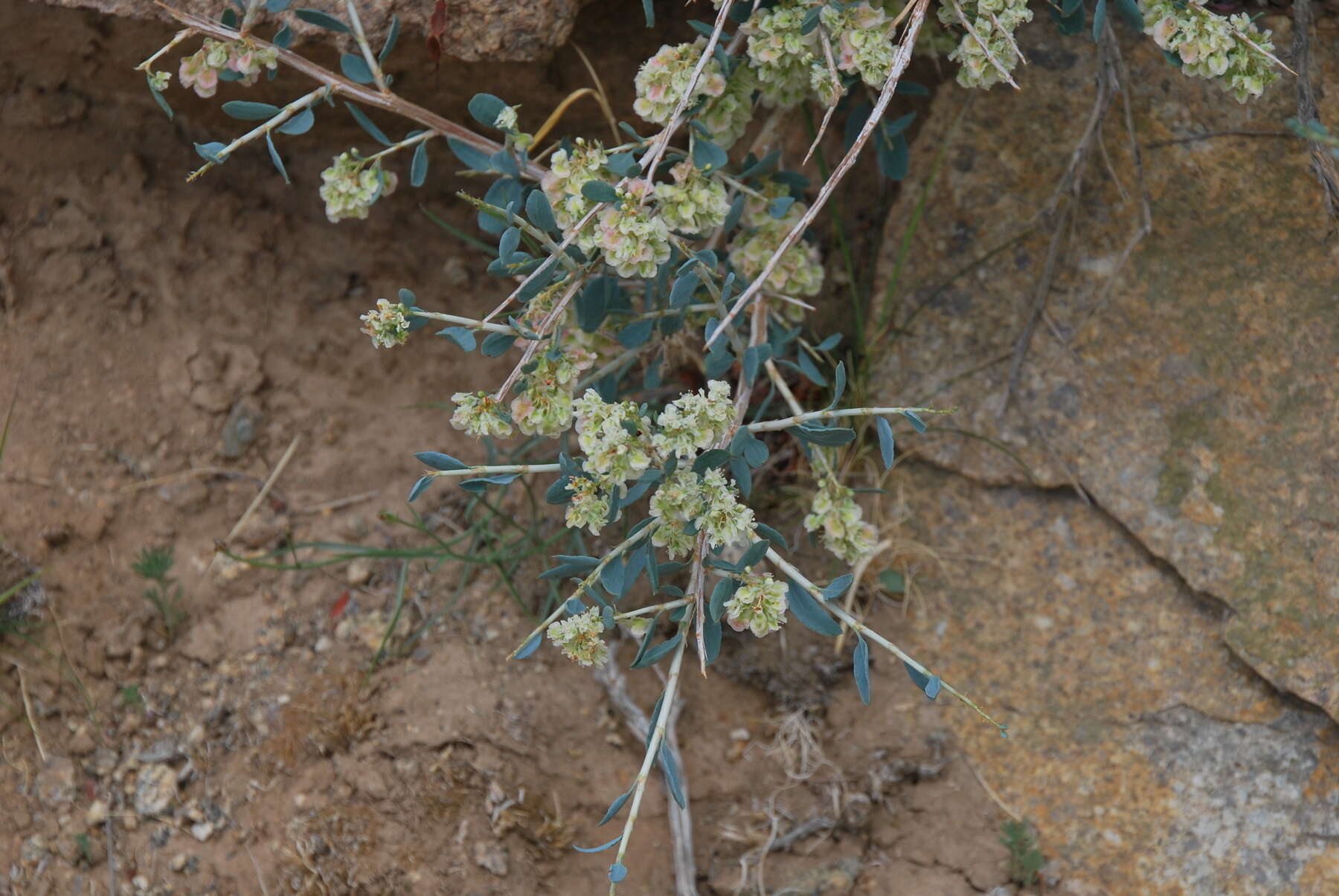 Imagem de Atraphaxis pungens (M. Bieb.) Jaub. & Spach