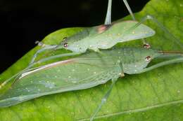 Image of Chloracantha angularis Rentz, D. C. F., Y. Su & Ueshima 2015