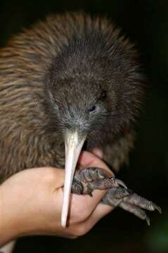 Image of Brown kiwi