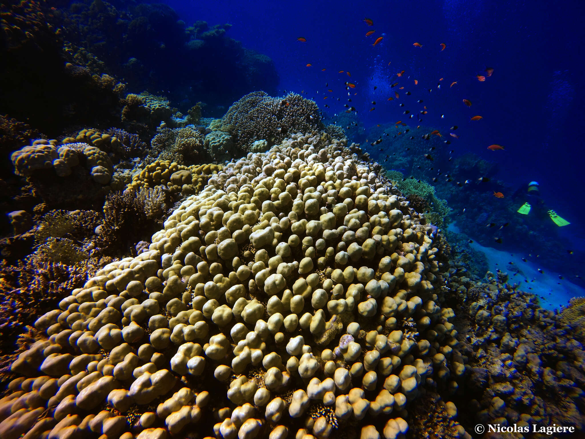 Imagem de Porites nodifera Klunzinger 1879