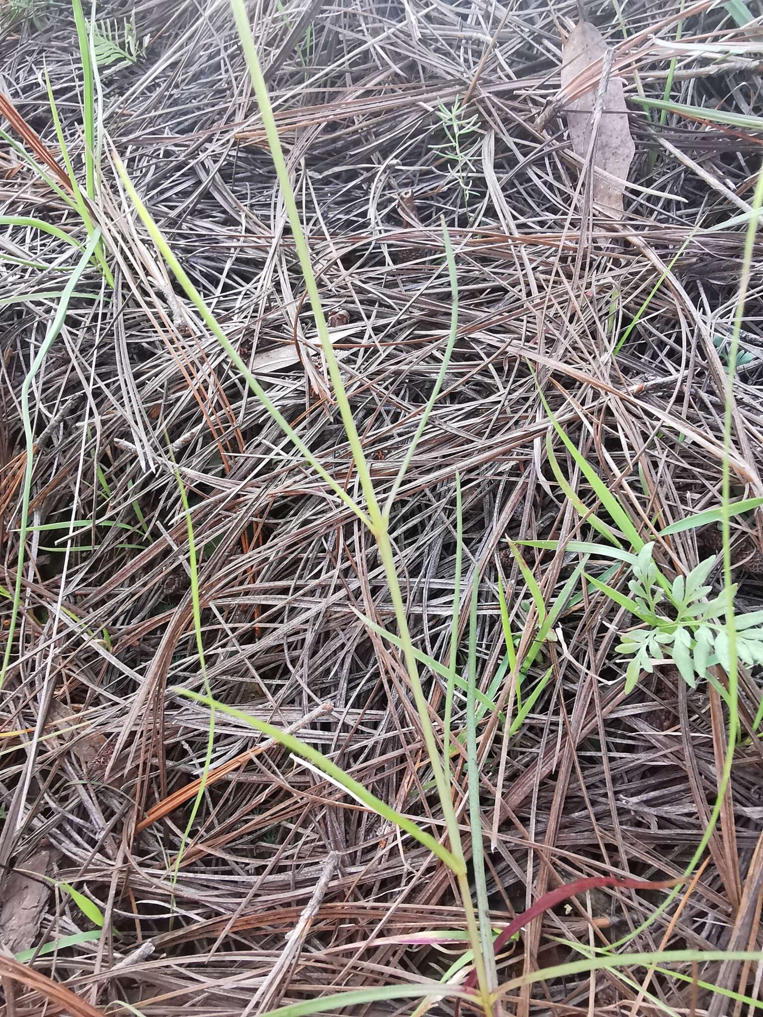 Image of Bidens rostrata Melchert