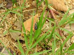 Imagem de Ctenucha venosa Walker 1854