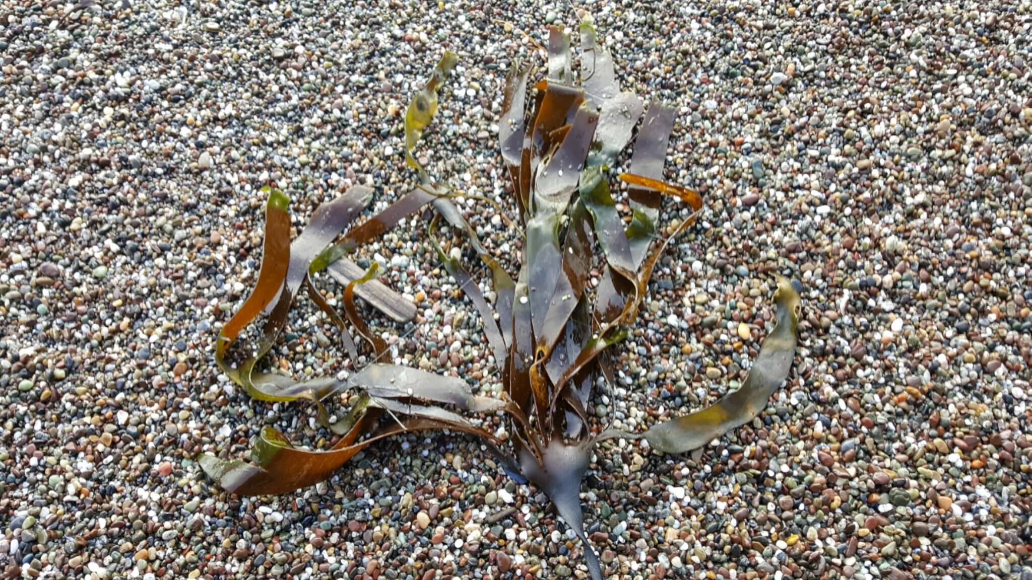 Image of Laminaria setchellii