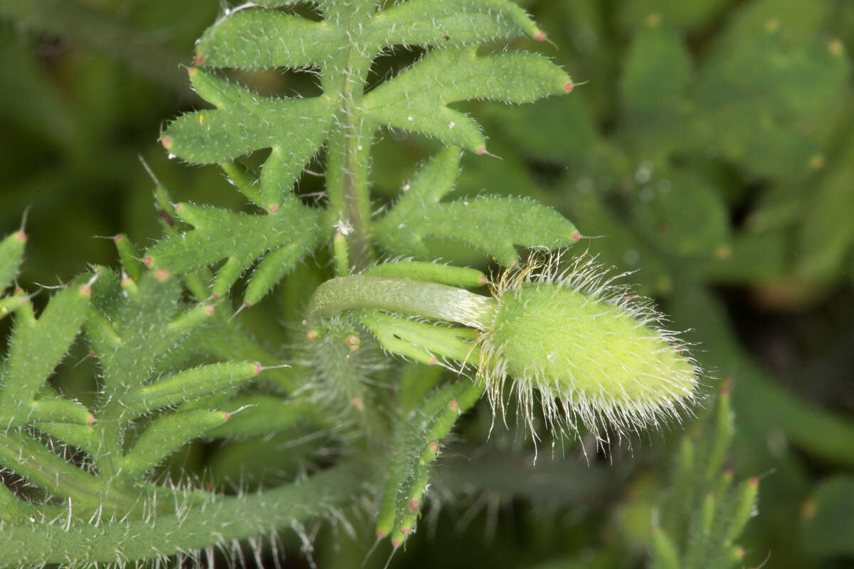 Image of Long-headed Poppy