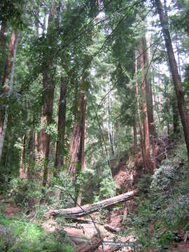 Image of redwood