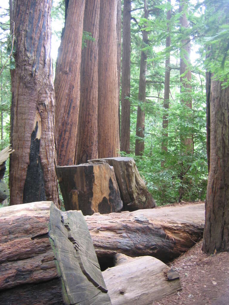 Image of redwood