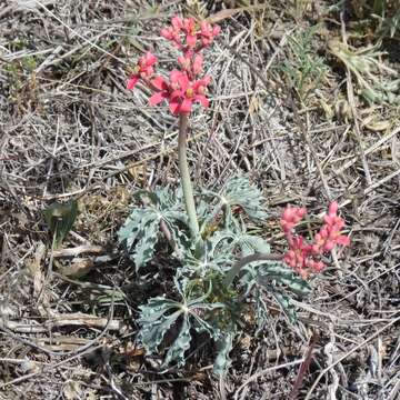 Image of Berlandier's nettlespurge