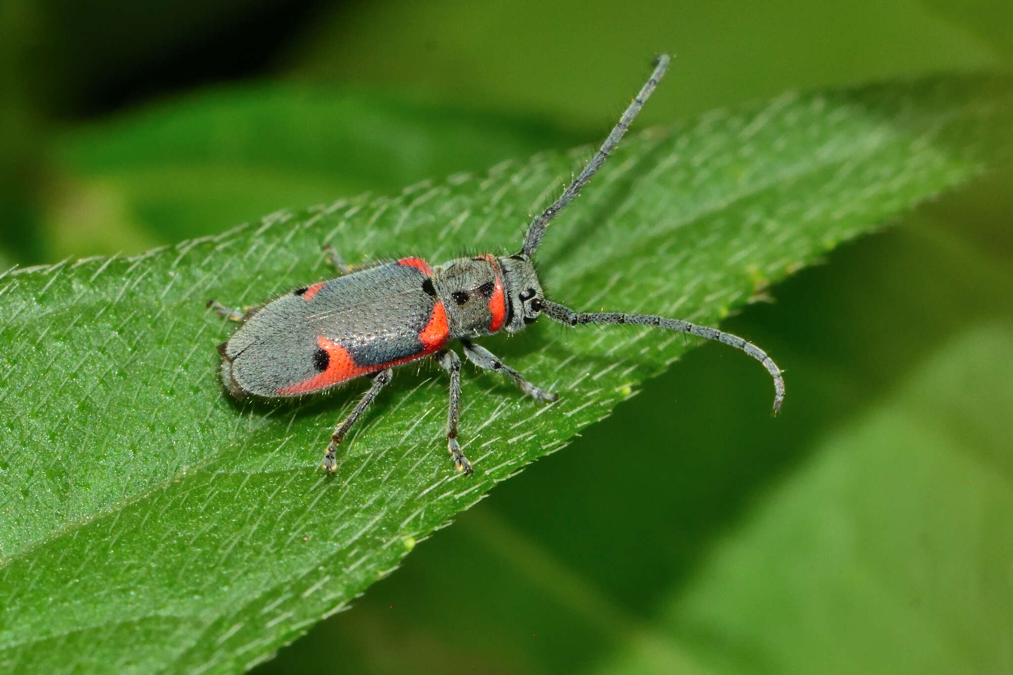 Sivun Tetraopes batesi Chemsak 1963 kuva