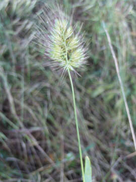 Image of Bristly dogstail grass