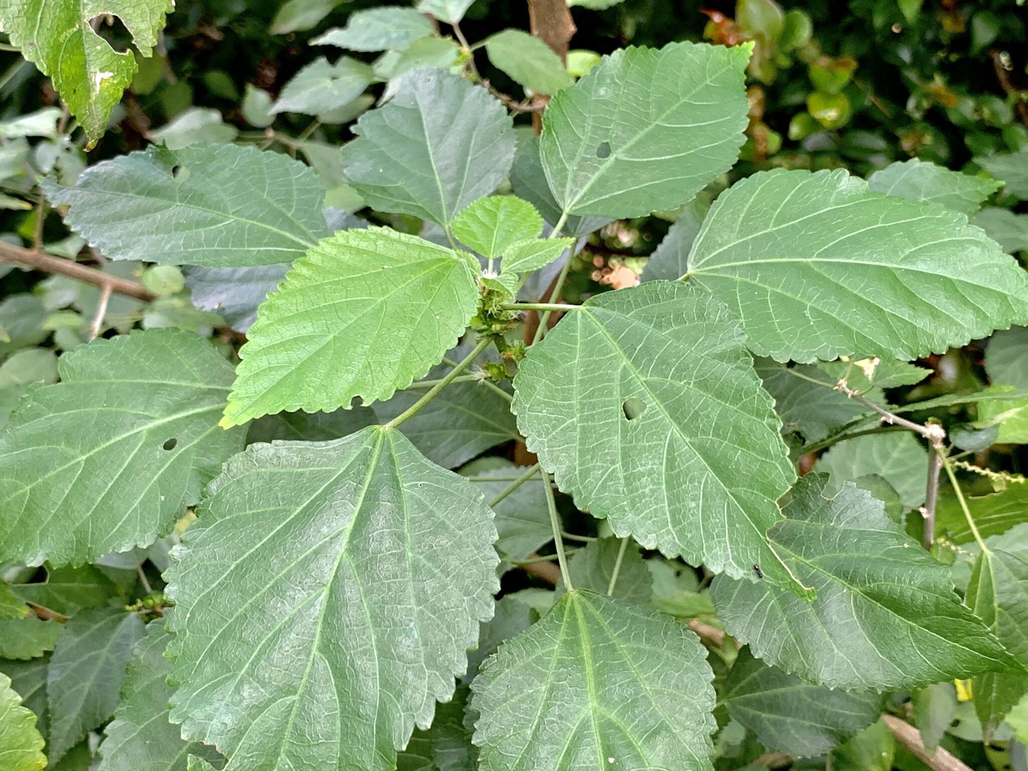 Imagem de Acalypha glabrata Thunb.