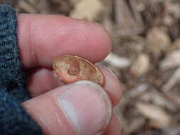 Image of Fortune's Yew Plum