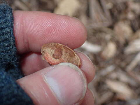 Imagem de Cephalotaxus fortunei Hook.