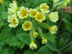 Image of Cowslip