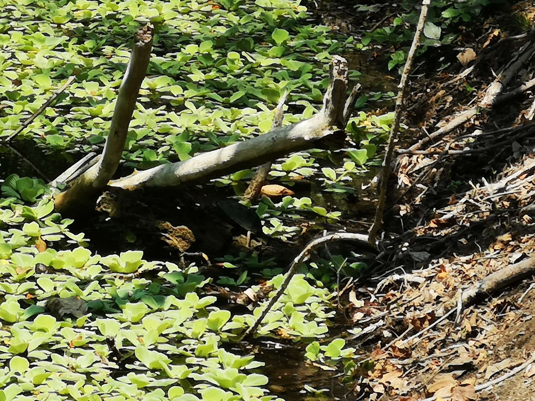 Image of Oaxaca Mud Turtle