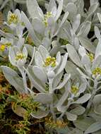 Imagem de Helichrysum obconicum DC.
